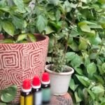 best homeopathic treatment